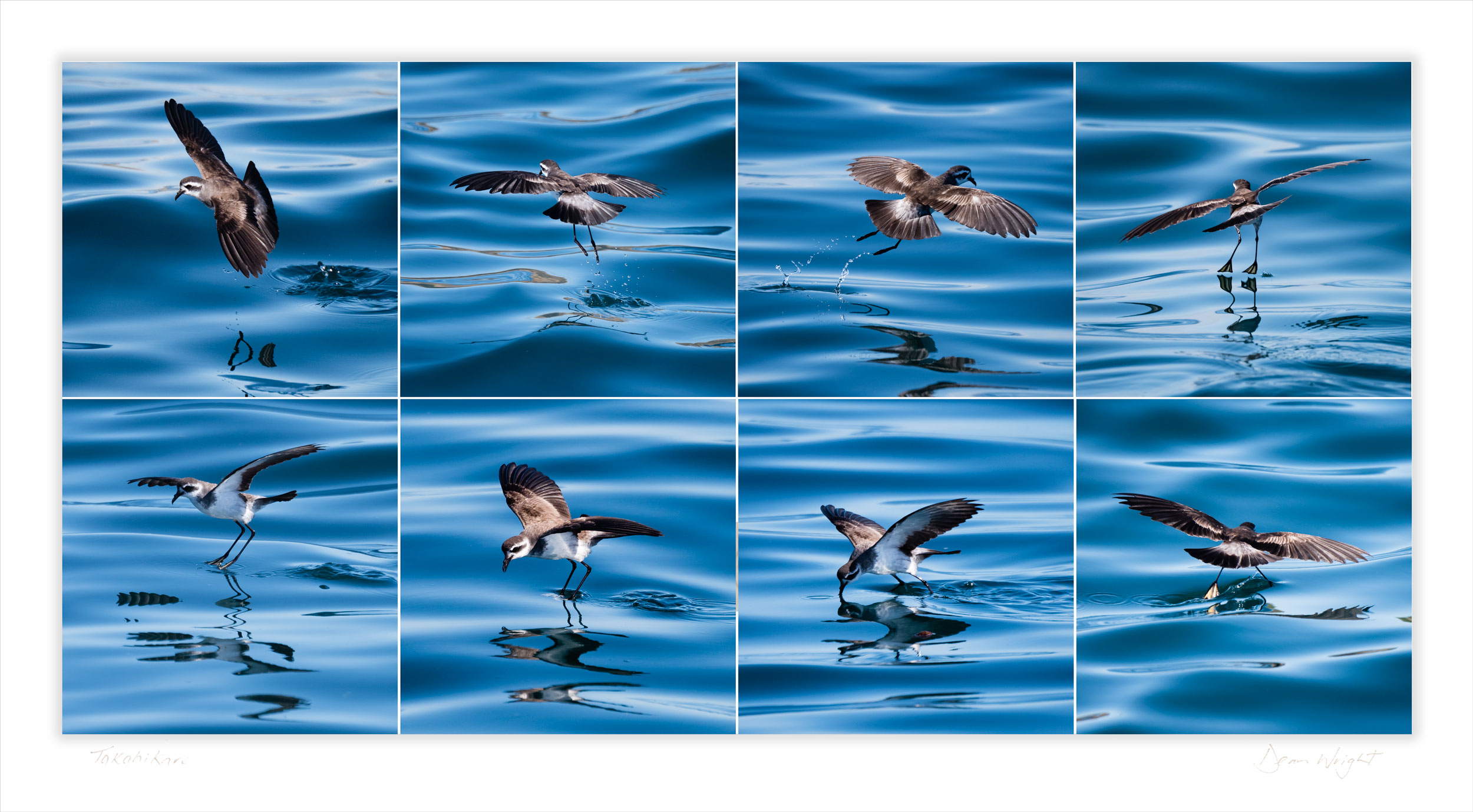 Takahikare / white-faced storm petrel